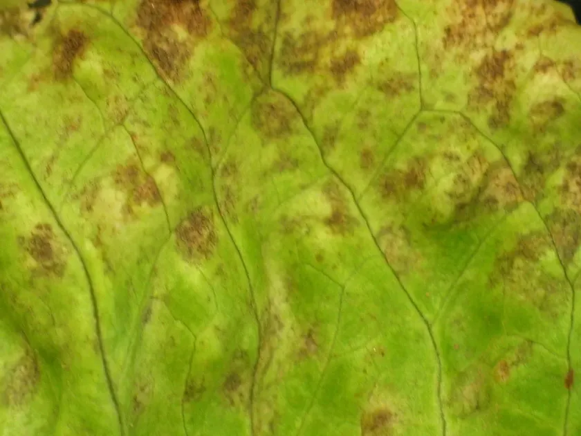 Septoria leaf spot of lettuce