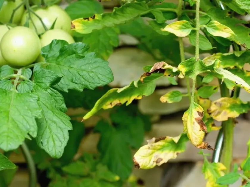 Tomato Septoria leaf spot