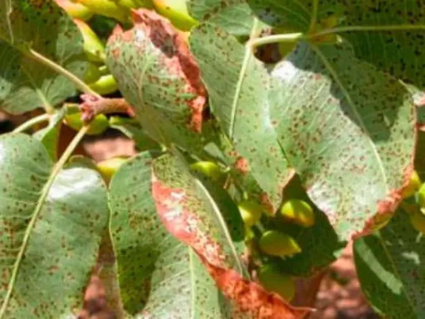Pistachio Septoria leaf spot