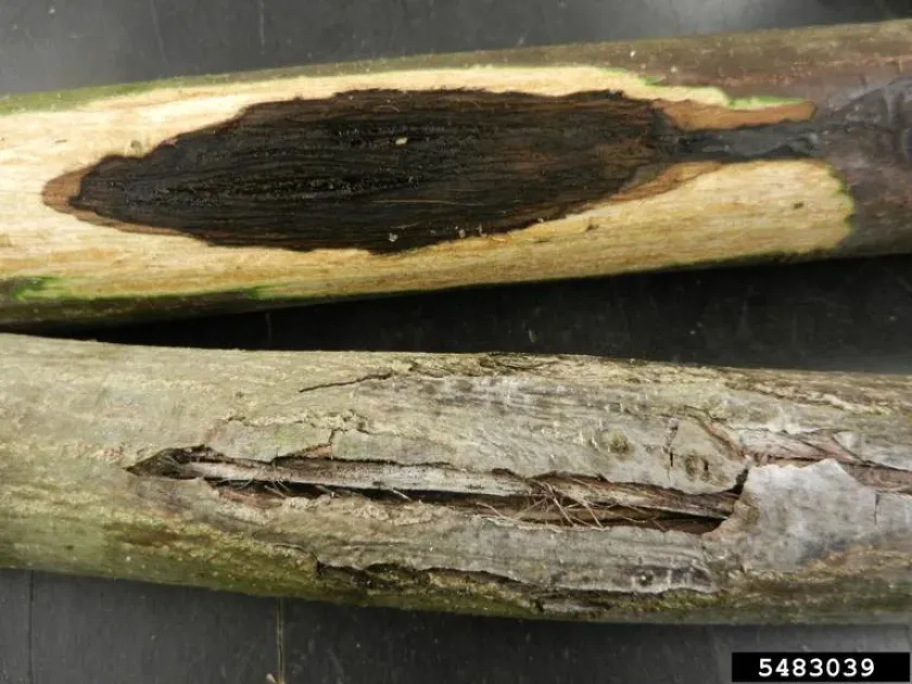 Walnut canker