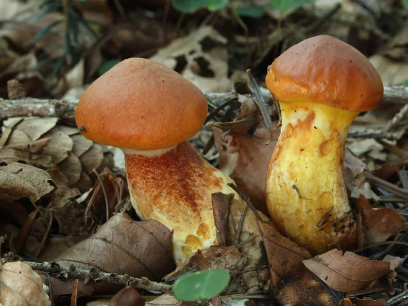 Larch bolete