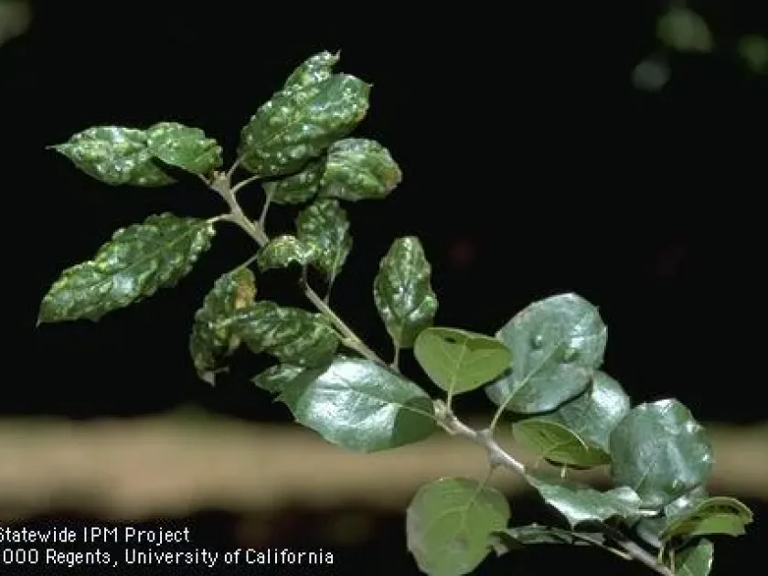 Pear leaf blister