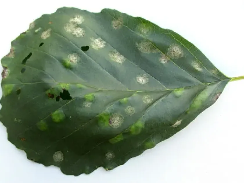 Taphrina sadebeckii