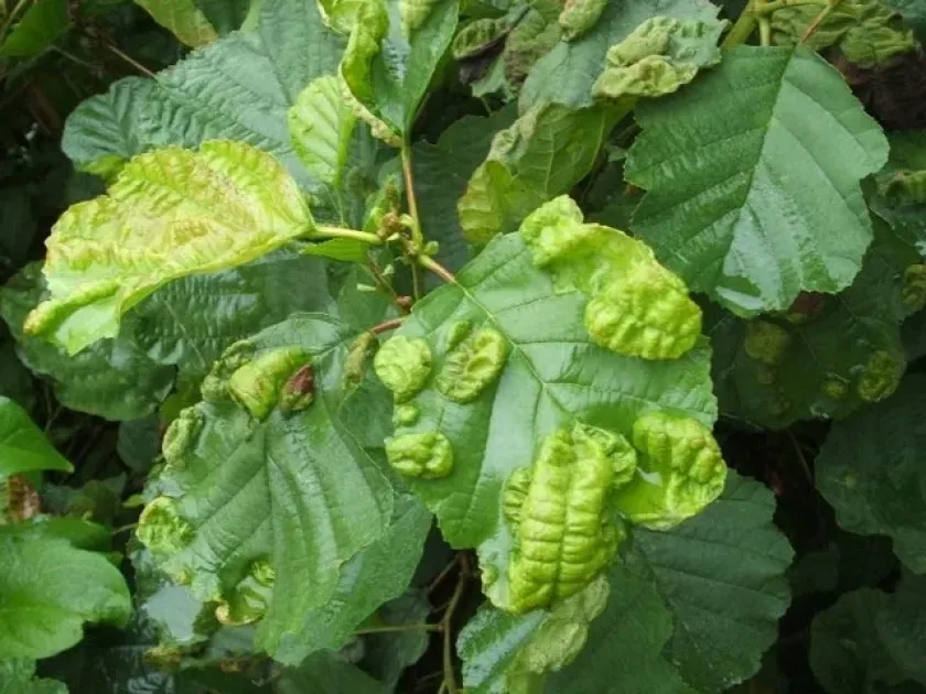 Elm leaf blister