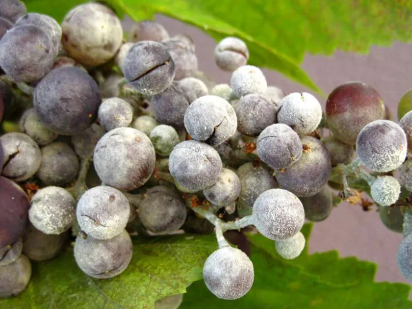 Powdery mildew