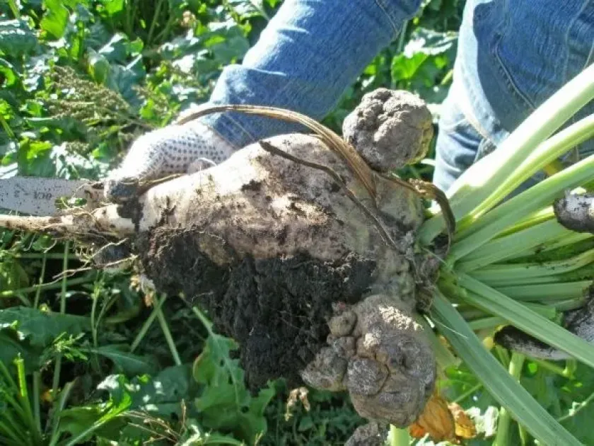 Beet wart