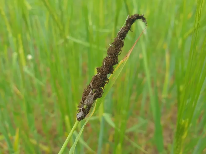 Loose smut of barley