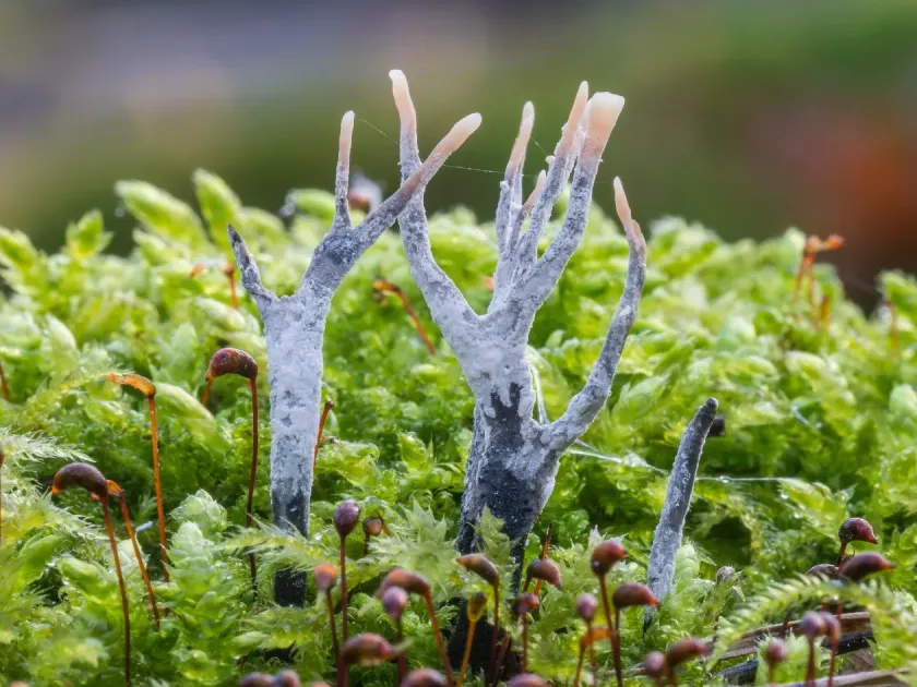 Xylaria hypoxylon