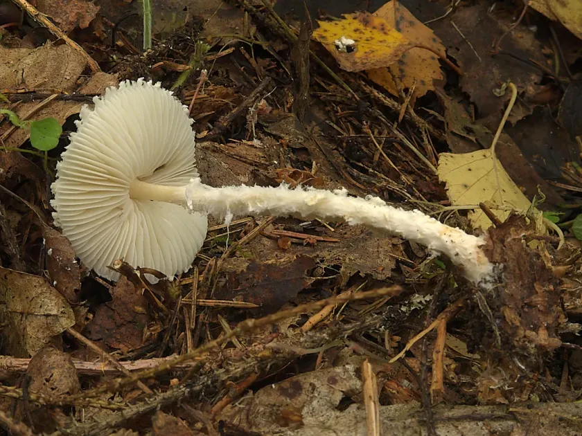 Collybia cookei