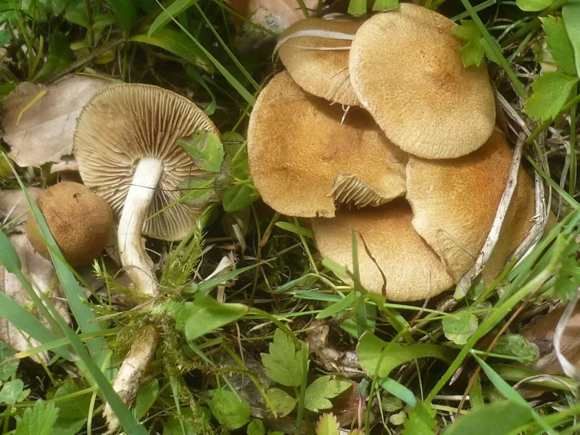 Inocybe dulcamara