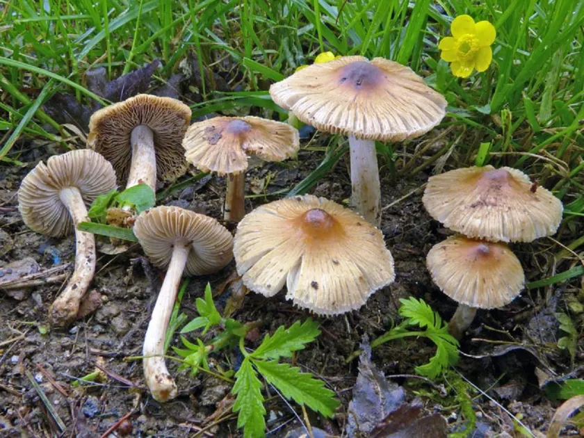 Inocybe rimosa