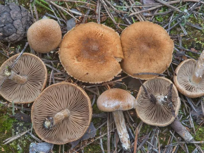 Inocybe terrigena