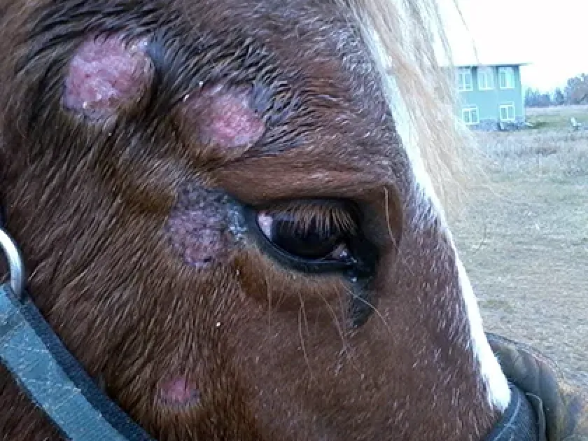 Equine microsporia
