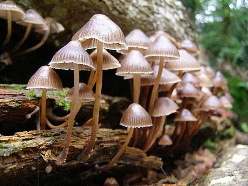 Mycena inclinata