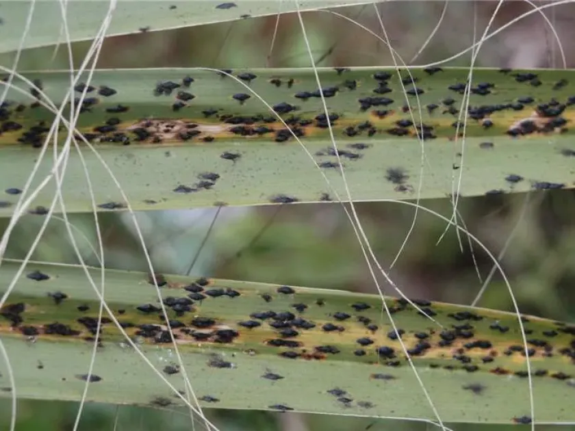 Ophiodothella neurophila