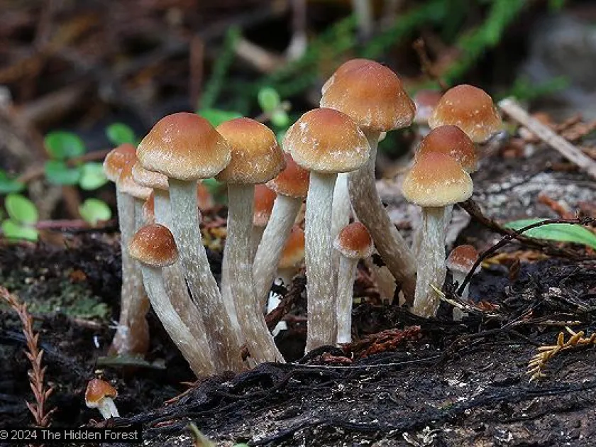 Sharp-capped pholiota