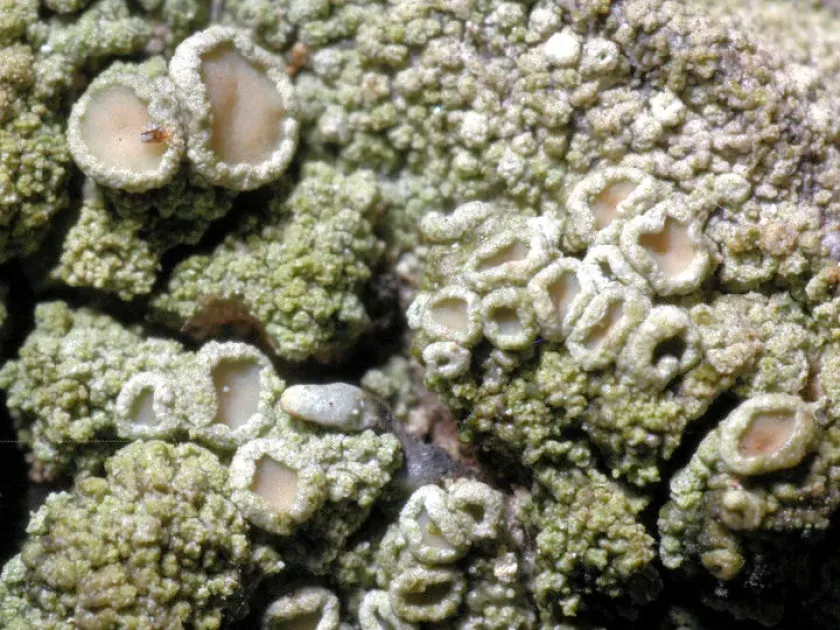 Lecanora conizaeoides