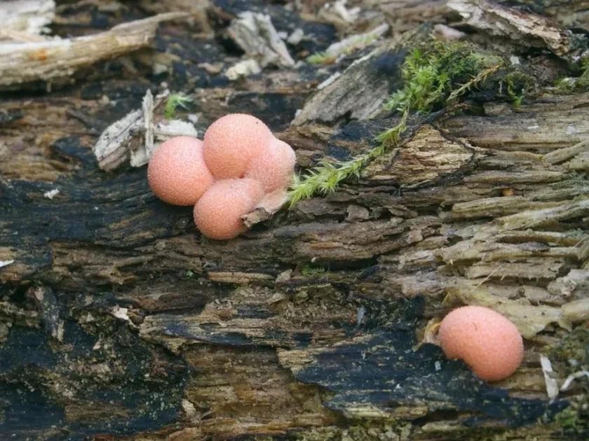 Wolf's milk slime mold