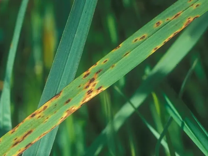 Mastigosporium leaf spot