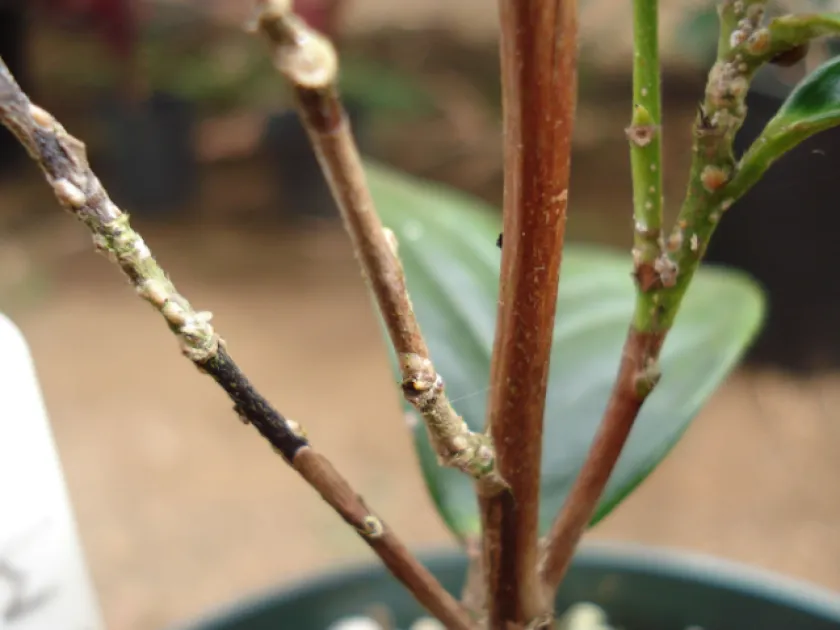 Macrophoma tea blight