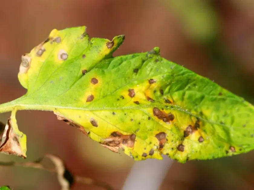 Passalora leaf spot