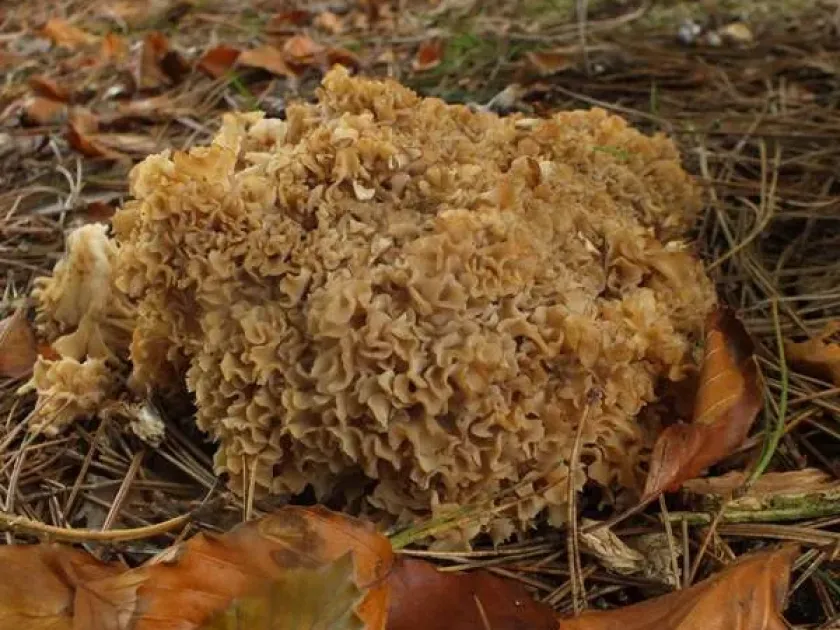Cauliflower fungus