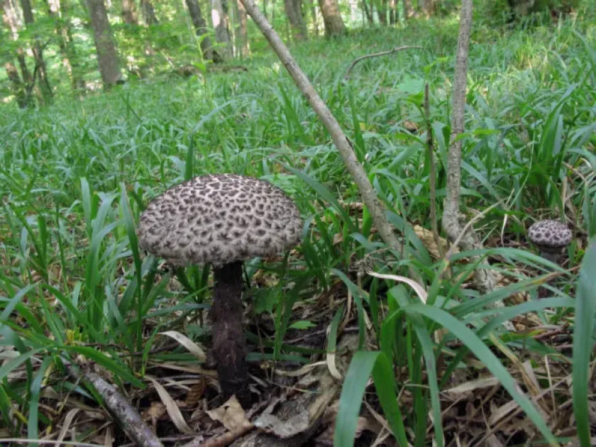 Old man of the woods