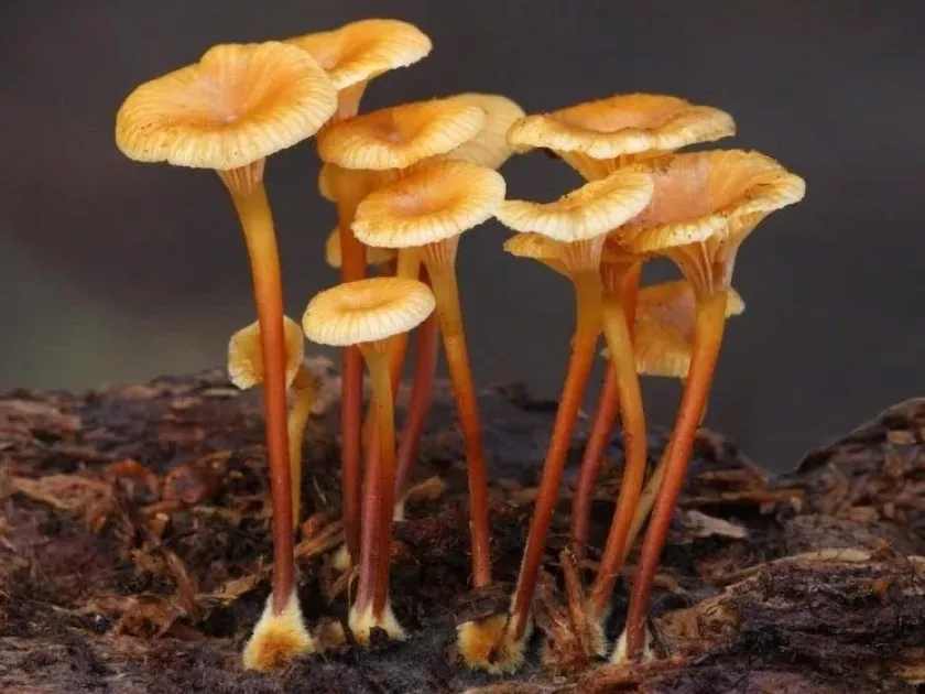 Xeromphalina campanella