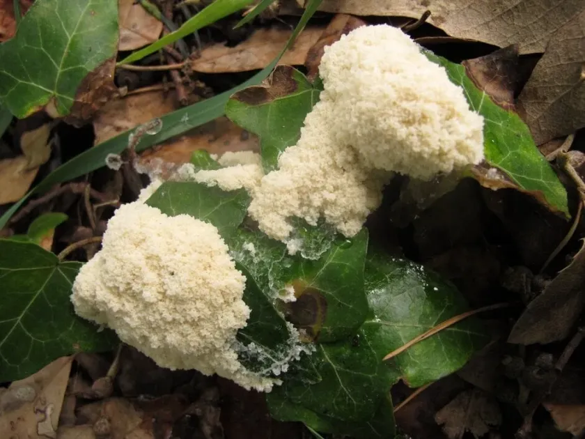 Myxogastrea