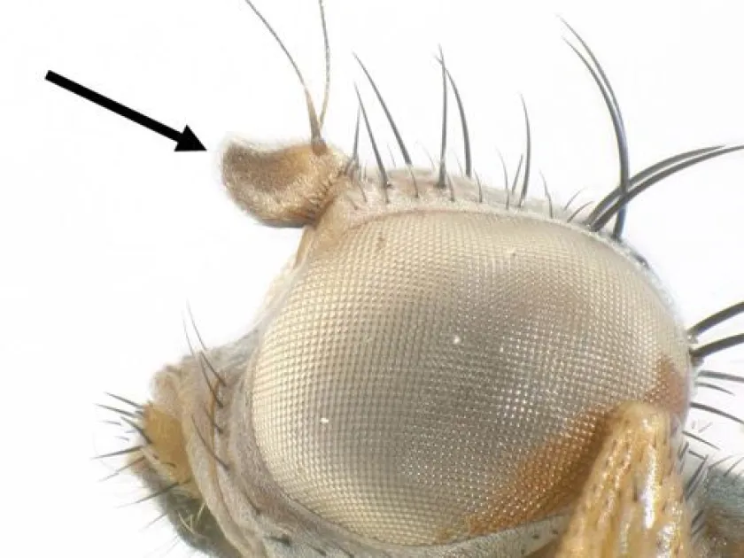 Chaetopsis