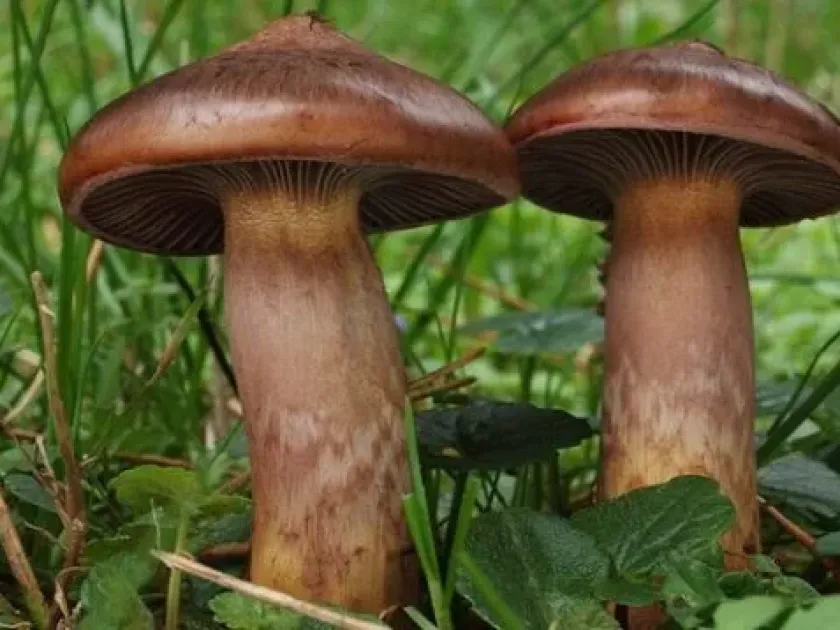 Chroogomphus