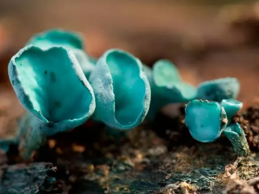 Green elfcup