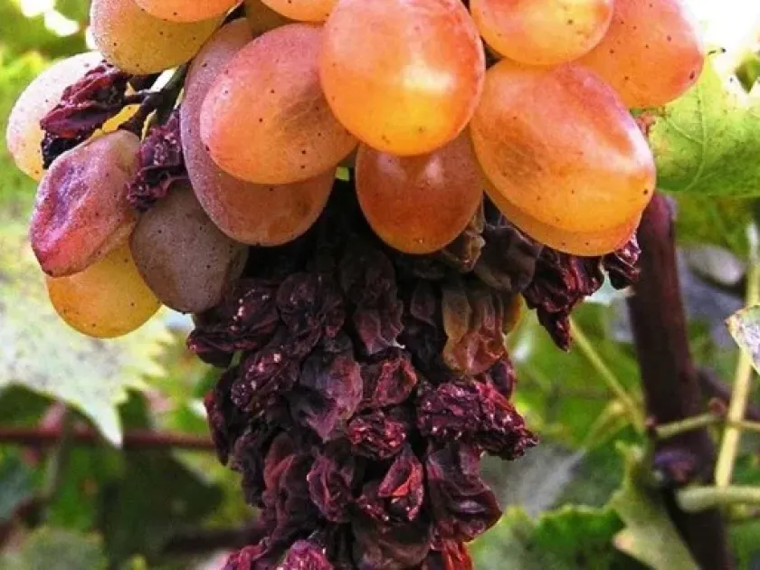 Coniella