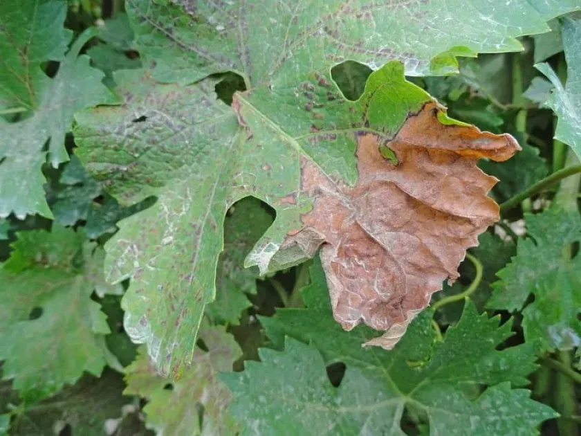 Dermateaceae
