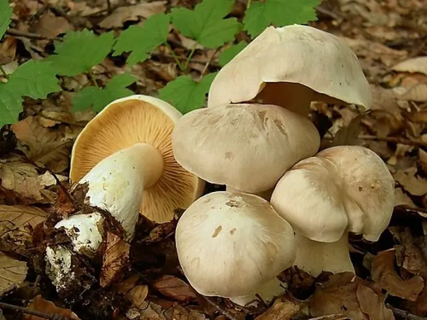 Entoloma