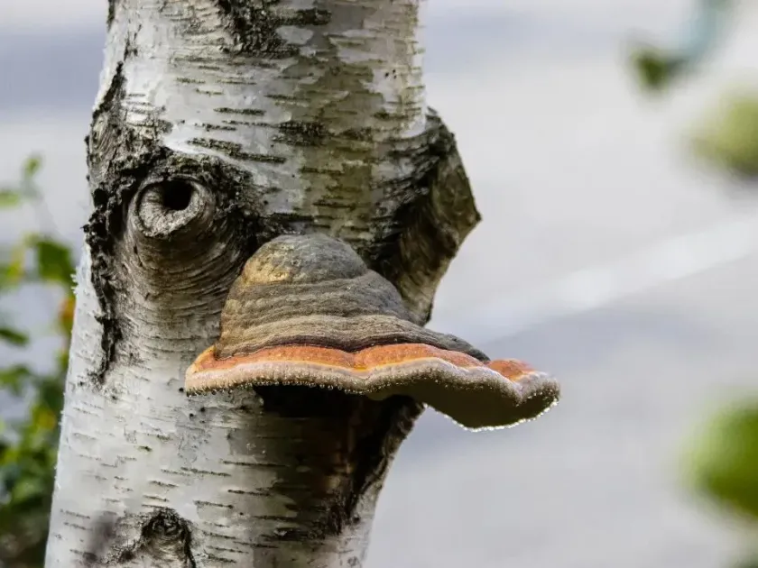 Fomitopsis