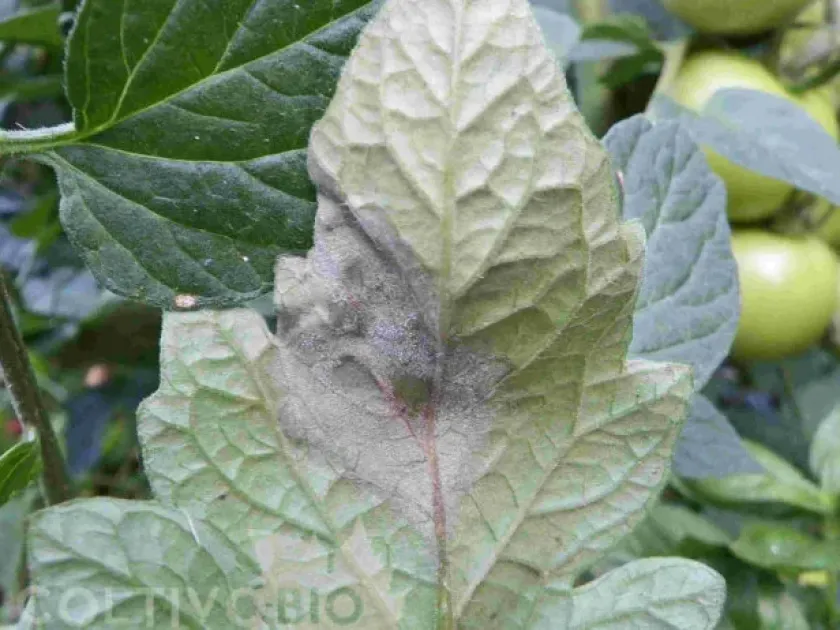 Tomato leaf mold