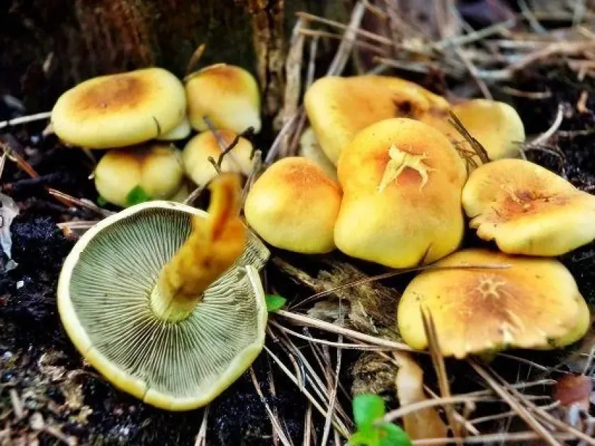 Hypholoma