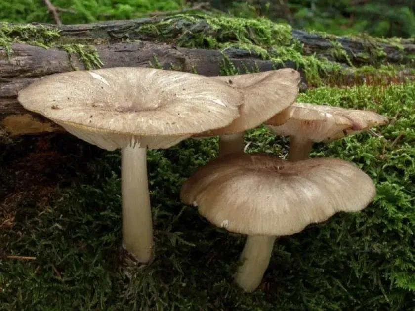Megacollybia