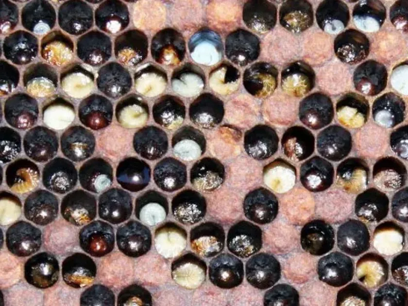 European foulbrood
