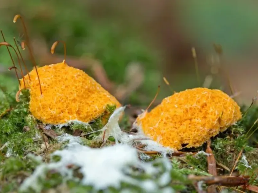 Reticularia