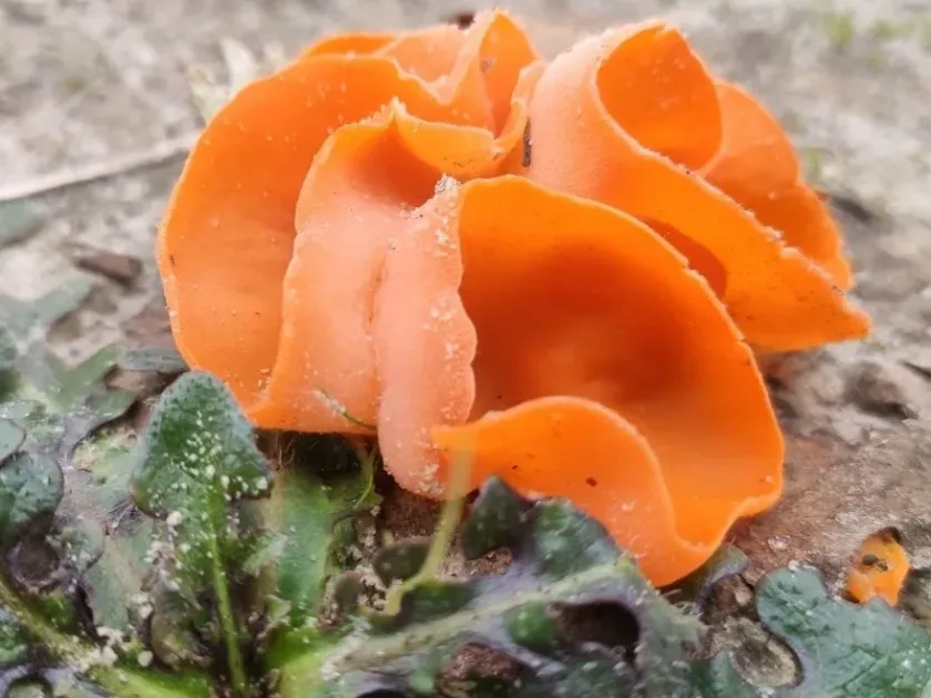 Aleuria rhenana