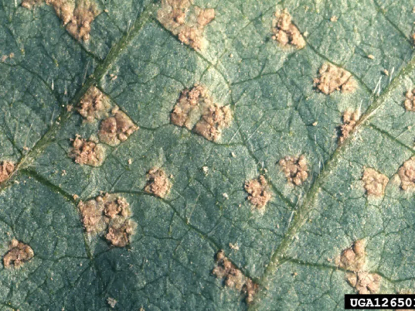 Soybean rust