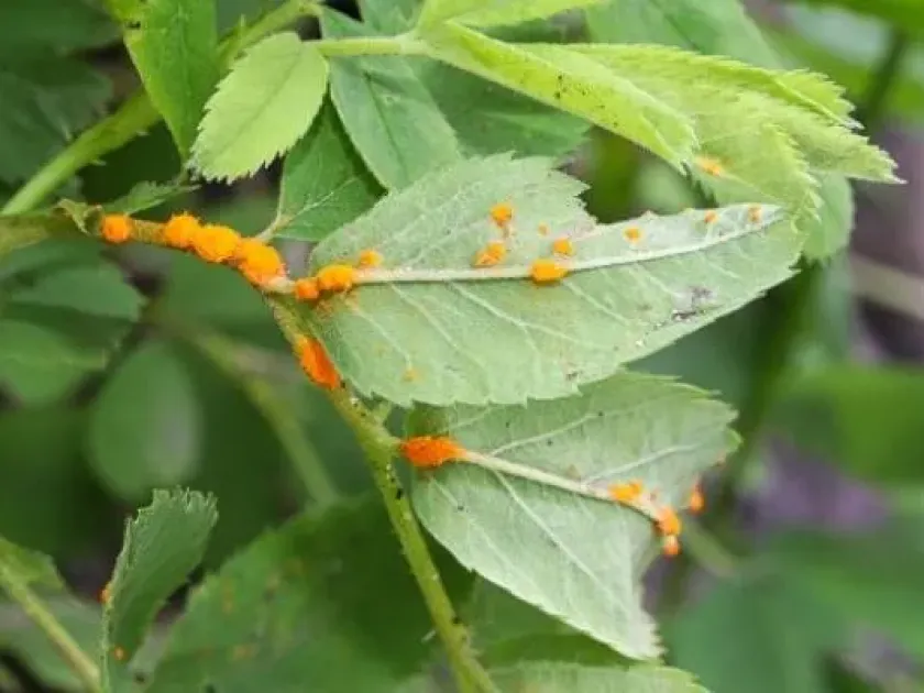 Phragmidiaceae rust fungi