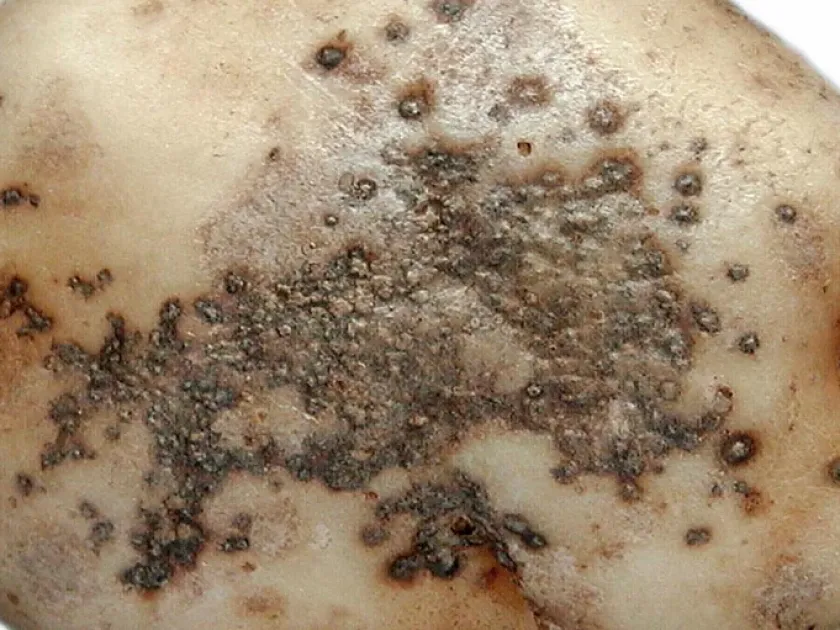 Polyscytalum