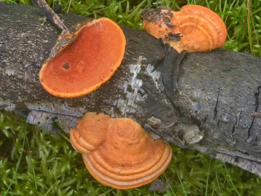 Pycnoporus