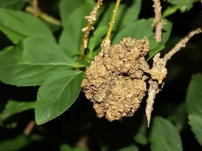 Crown gall