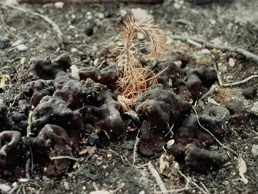 Rhizina root rot