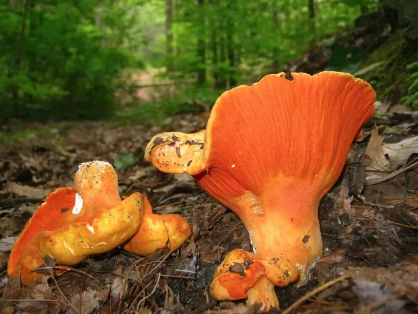 Russulaceae