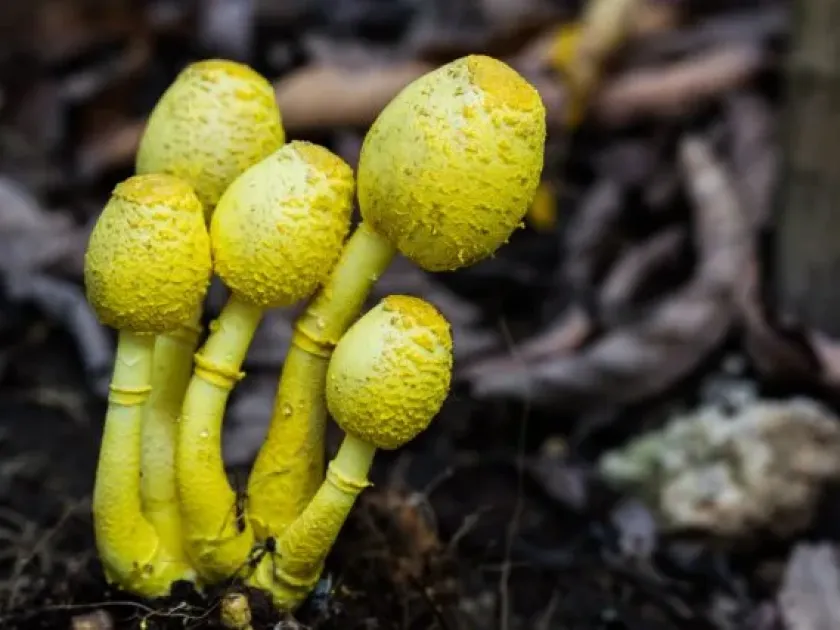 Sistotremataceae